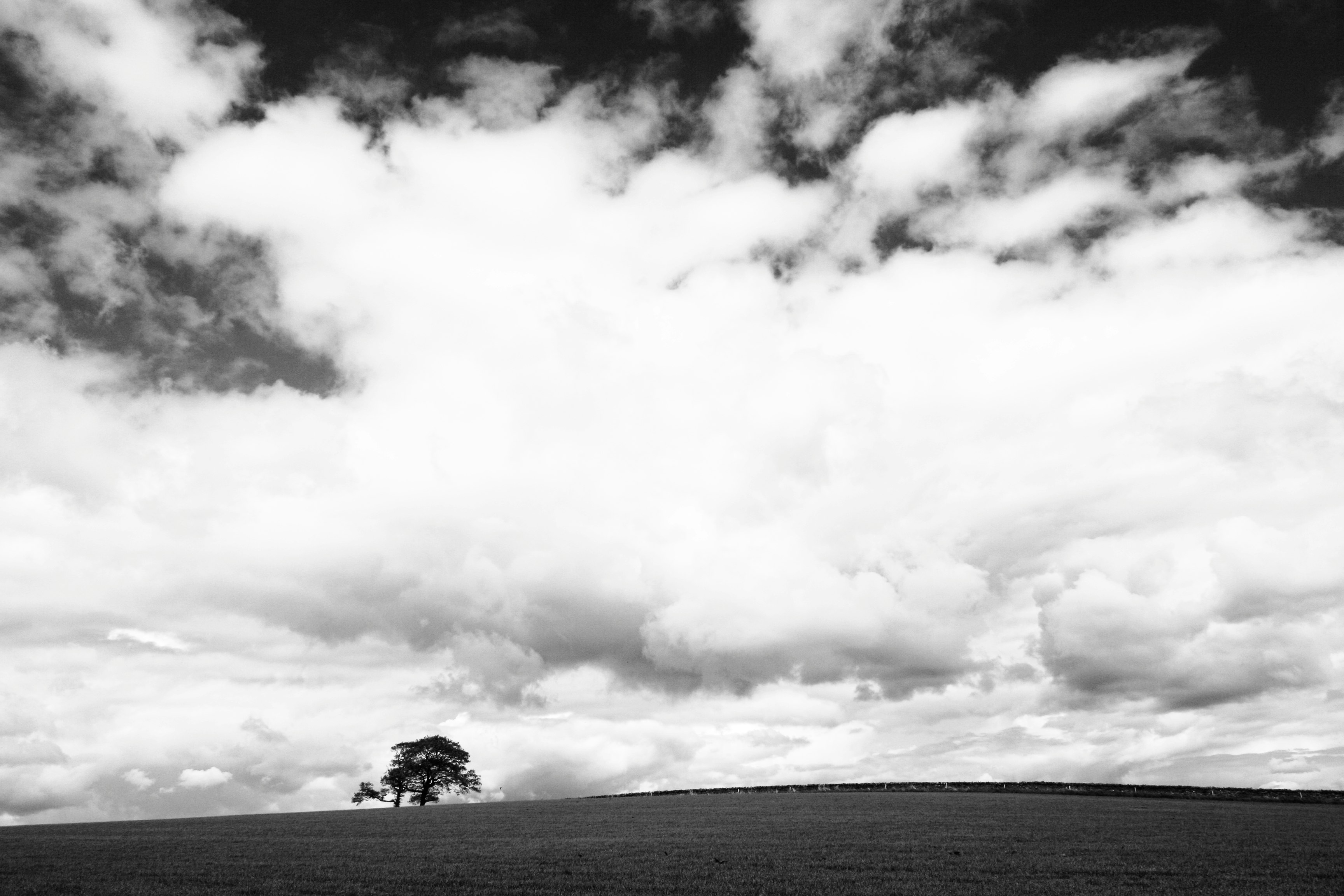 grayscale photo of a tree